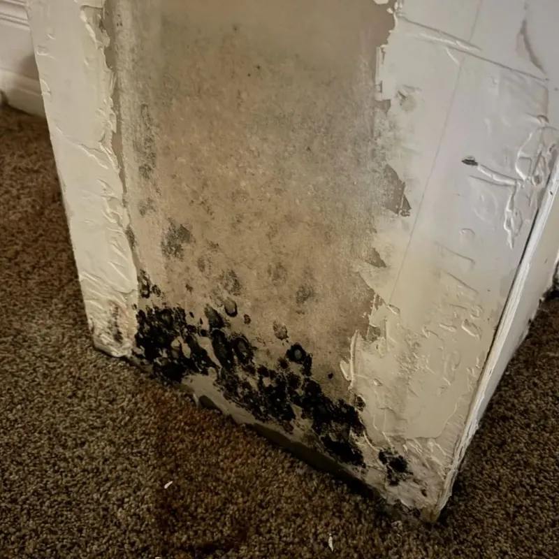 Professional Mold Removal in Encinitas, CA